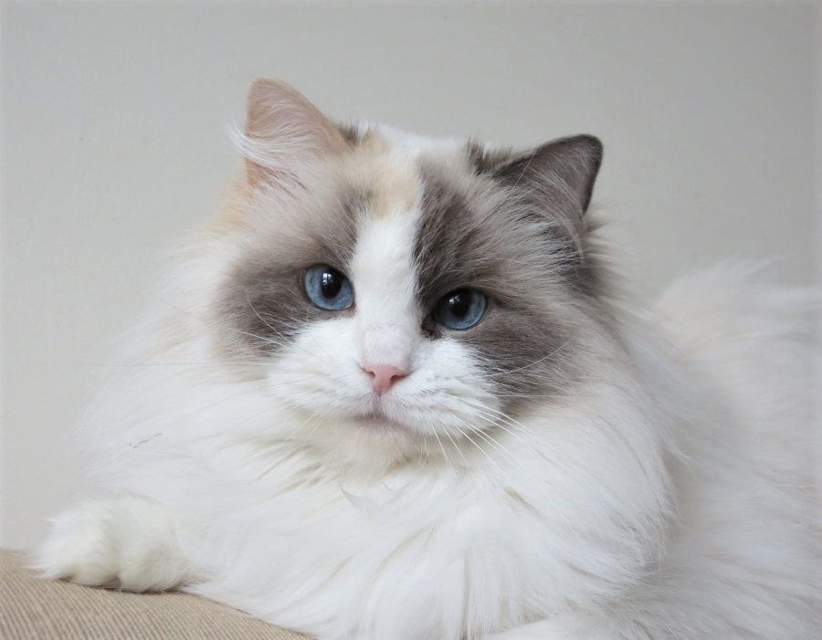 Glamour Shots | Dixie Willow Ragdolls