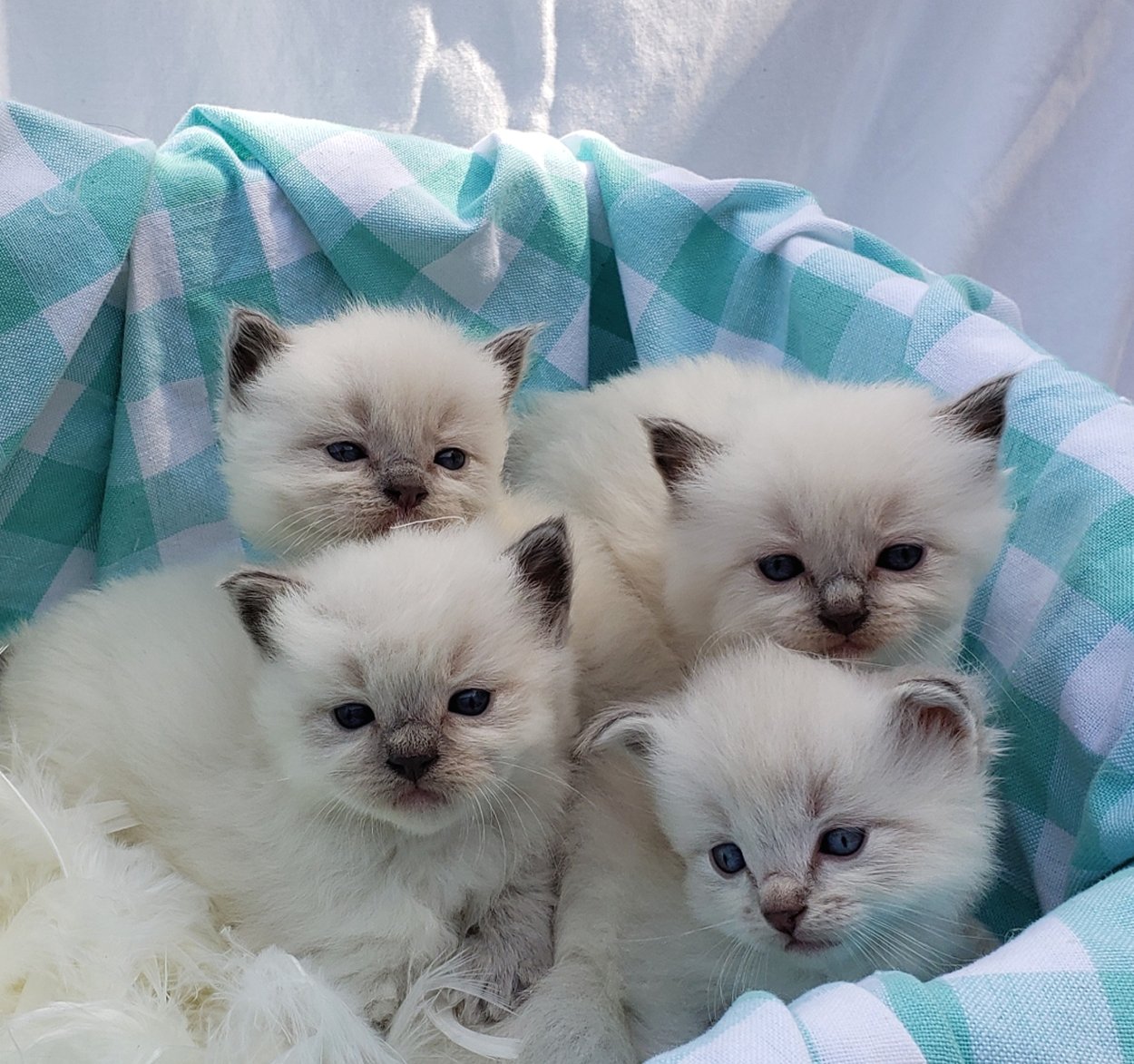 Kittens | Dixie Willow Ragdolls