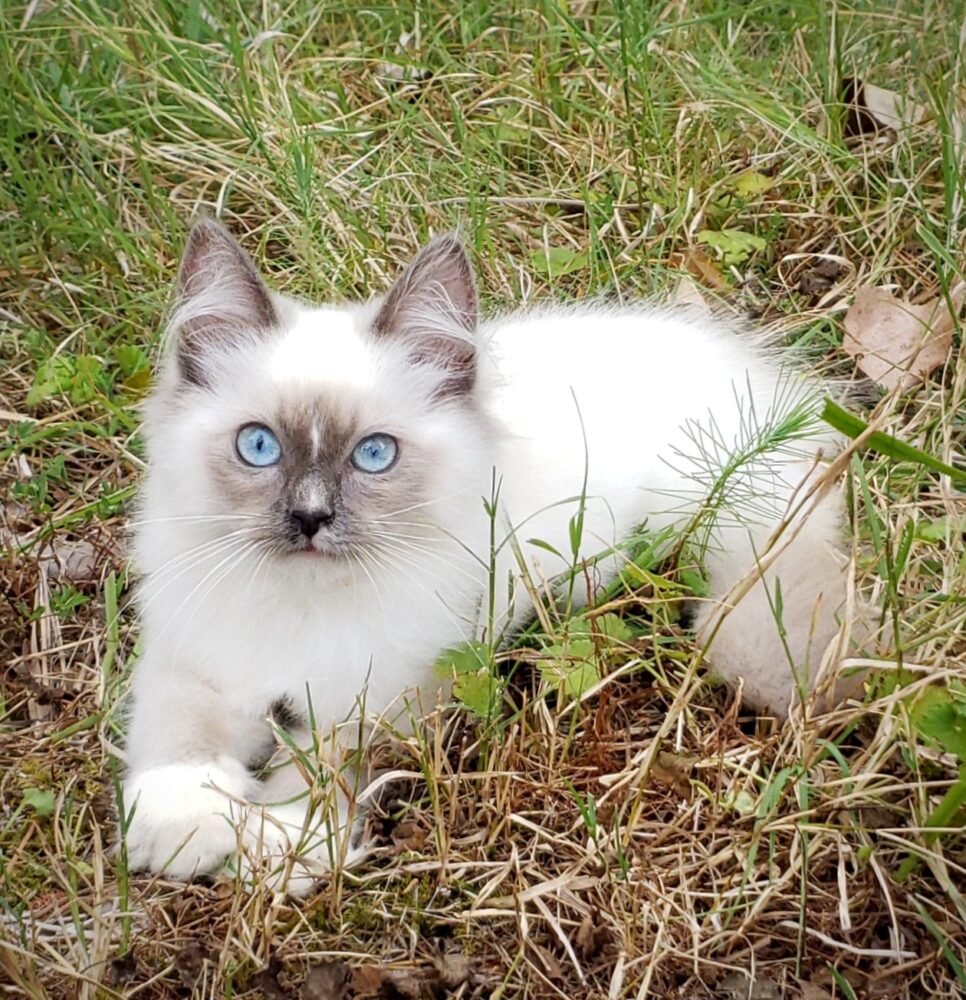 Willette Ragdoll Kittens | Dixie Willow Ragdolls
